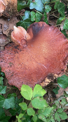 Fistulina hepatica