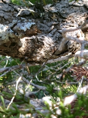 Quercus vaseyana