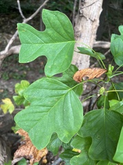 Liriodendron tulipifera