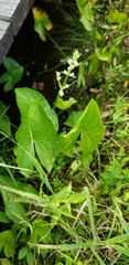 Sagittaria australis