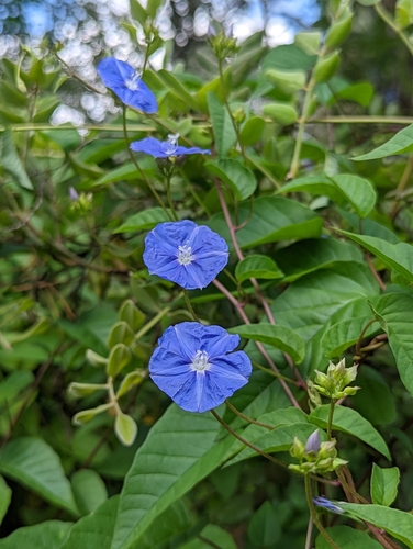 Skyblue Clustervine