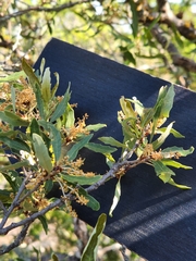 Quercus vaseyana
