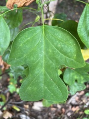 Liriodendron tulipifera