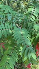 Rhus glabra