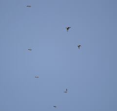 Emberiza