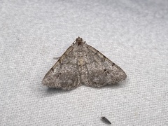 Frederickia nigricomma