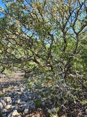 Quercus vaseyana