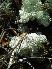 Cladonia stellaris
