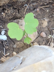 Passiflora tenuiloba