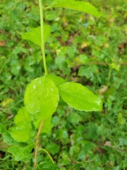 Celastrus orbiculatus