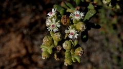 Stoeberia frutescens
