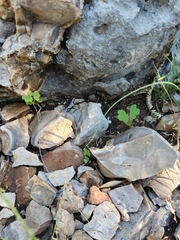 Passiflora tenuiloba