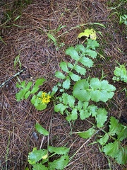 Packera sanguisorbae