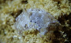 Philinopsis speciosa