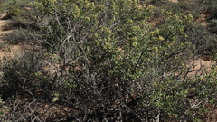 Stoeberia frutescens