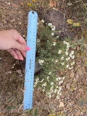 Zinnia acerosa