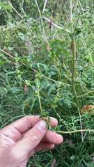 Ambrosia artemisiifolia