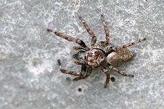 Tusitala