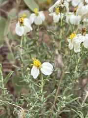 Zinnia acerosa