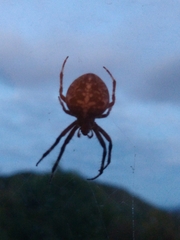 Araneus diadematus