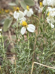 Zinnia acerosa