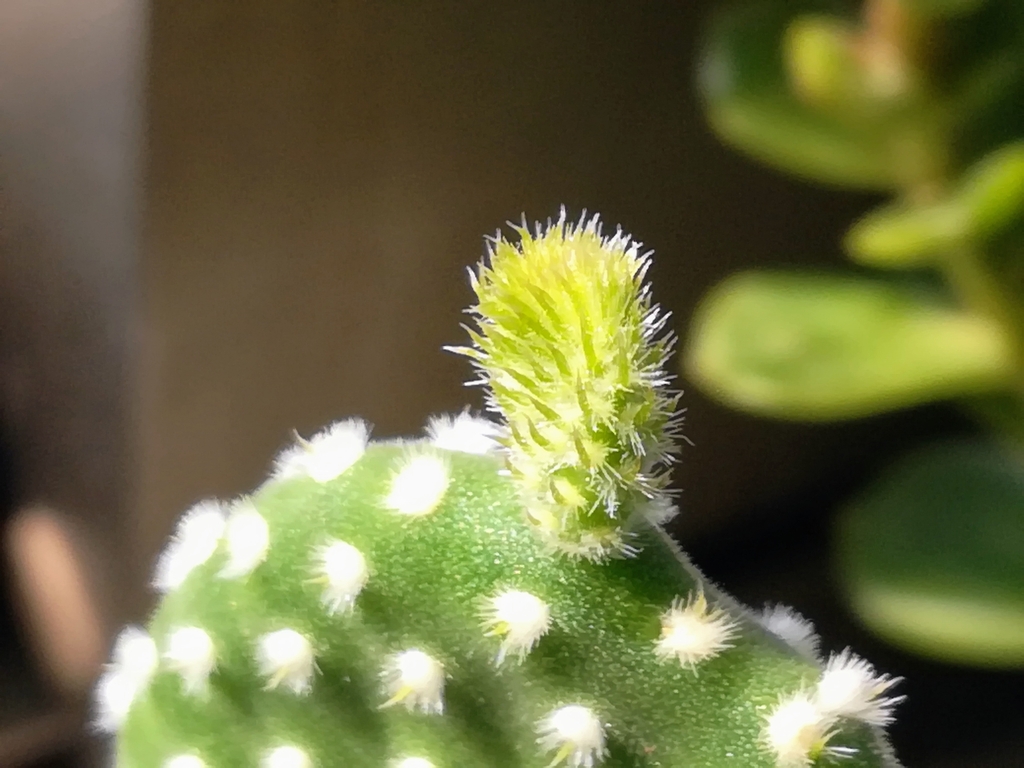 Опунція — Opuntia microdasys