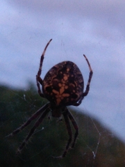 Araneus diadematus