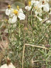 Zinnia acerosa