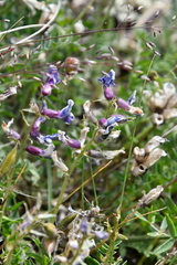Oxytropis arctica taimyrensis