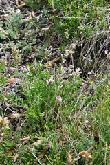 Oxytropis arctica taimyrensis
