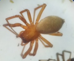 Oreonetides vaginatus