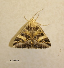 Cerocala vermiculosa