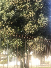 Koelreuteria paniculata