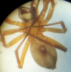 Oreonetides vaginatus