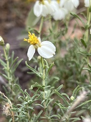 Zinnia acerosa