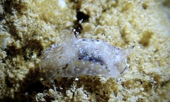 Philinopsis speciosa