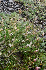 Oxytropis arctica taimyrensis