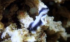 Pseudoceros paralaticlavus