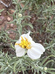 Zinnia acerosa