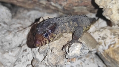 Lepidophyma flavimaculatum
