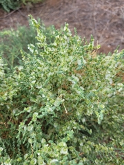 Salsola foliosa