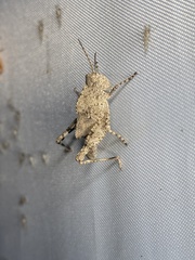 Spharagemon cristatum