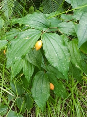 Prosartes smithii