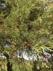 Juniperus phoenicea