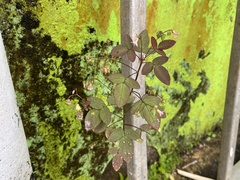 Oxalis barrelieri