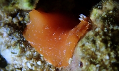 Phrikoceros