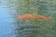 Cyprinus rubrofuscus