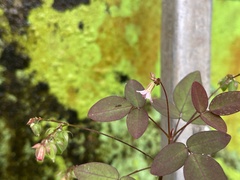 Oxalis barrelieri