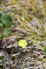 Papaver lapponicum orientale