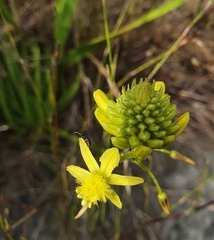 Bulbine frutescens